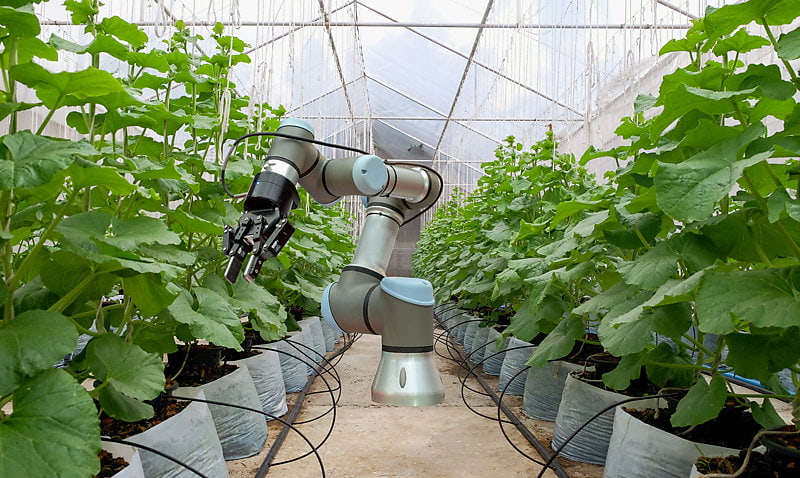 A smart robot in a greenhouse helps with the harvesting of melons.