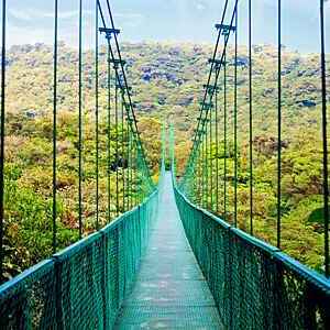 View of a suspension bridge walkway in a Costa Rican cloud forest.