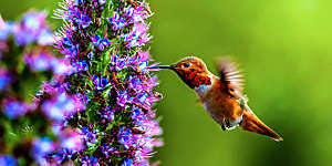 “Hummingbird hovering by a flower sucks the nectar through its long pointed beak.”