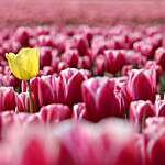 Close-Up of one yellow tulip among pink ones. 