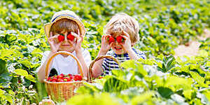 Two little sibling kids boys having fun on strawberry farm in summer. Children, cute twins eating healthy organic food, fresh berries as snack. Kids helping with harvest.